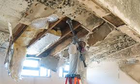 Best Commercial Mold Inspection  in Glassport, PA